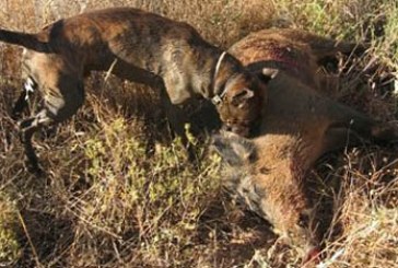 Primera acreditación de un equipo de rastreo de AEPES sobre rastro natural