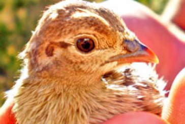 Cazadores del norte de Ávila denuncian el robo de miles de pollos de perdiz