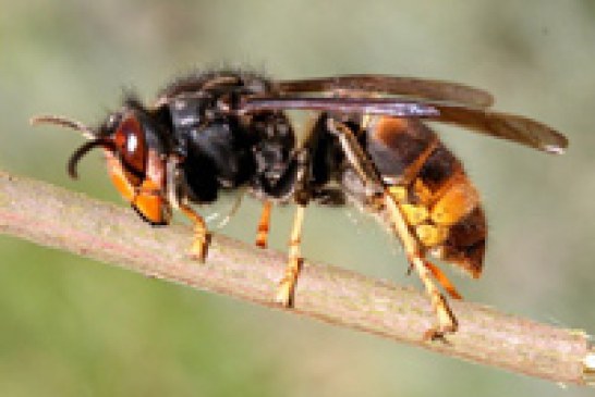 La Diputación detecta la presencia de la llamada avispa asiática en Álava