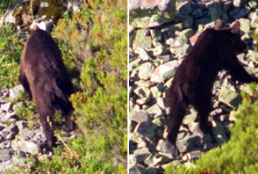 La RFEC lamenta el incidente con un oso herido en la montaña palentina