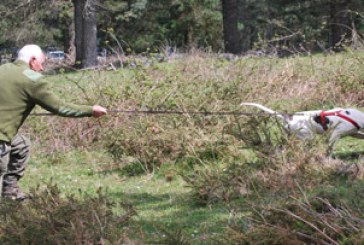 Pruebas de rastro sobre jabalí