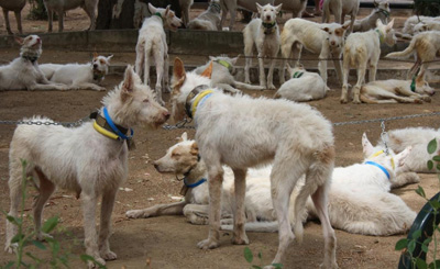 Los perros serán los principales protagonistas de Intercaza 2013