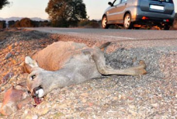 Gobierno y ONC acuerdan trasladar las mejoras en la normativa sobre accidentes con especies cinegéticas a la nueva Ley de Tráfico