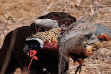 40 jornadas de caza de perdiz y faisán en Bizkaia