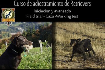 Curso de adiestramiento de retrievers en Tudela