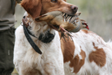 La ONC denuncia que el Anteproyecto de Ley sobre la tenencia de perros que prepara el Gobierno es un grave ataque a los cazadores