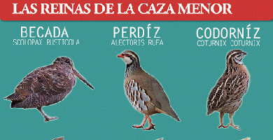 Conoce a las tres reinas de la caza menor