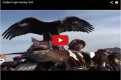 Cazando lobos con águilas