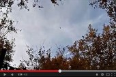 Caza de palomas en Francia