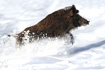 La Federación Navarra de Caza ayudará económicamente a las sociedades para que puedan alimentar a los animales afectados por las nevadas