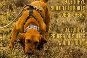 Los perros de caza mayor protagonistas en Lumbier