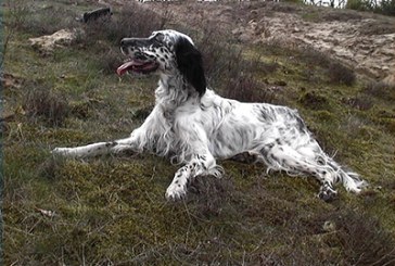 Los buenos cuidados del perro evitan disgustos durante la práctica cinegética