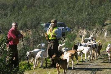 Peligra el futuro del podenco paternino