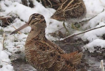 La nieve impide la celebración del Campeonato de España de Becadas