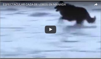 ESPECTACULAR CAZA DE LOBOS EN MANADA