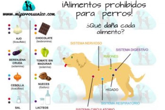 ¡ALIMENTOS PROHIBIDOS PARA PERROS!