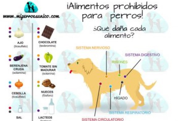 ¡ALIMENTOS PROHIBIDOS PARA PERROS!