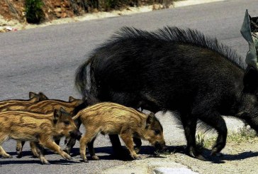 Denuncia que el mal cercado de la A-8 a su paso por Villaviciosa (Asturias) causa accidentes por el cruce de jabaliés