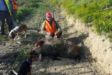 Gran captura en Gipuzkoa: jabalí de 142 Kgs