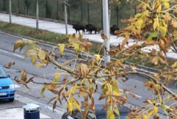 JABALÍES ENTRAN EN EL CASCO URBANO DE DONOSTIA