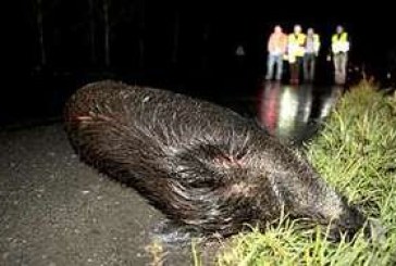 ADECANA pide soluciones para prevenir los accidentes de tráfico con la fauna silvestre