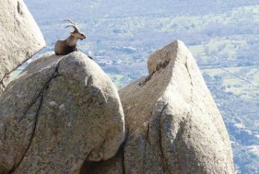 LA ONC Y LA FUNDACIÓN ARTEMISAN SE PERSONAN CONTRA EL RECURSO QUE INTERPUSO PACMA PARALIZANDO LA CAZA DE CABRAS EN GUADARRAMA