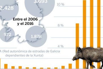 Los jabalíes causan 10 accidentes al día en Galicia