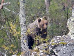 Asturias flexibilizará la legislación para permitir cazar en zonas con osos