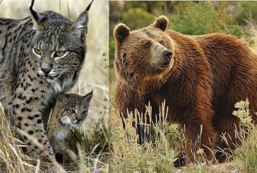 LOS CAZADORES, VOLCADOS EN LOS PROYECTOS DE RECUPERACIÓN DEL OSO PARDO Y EL LINCE IBÉRICO