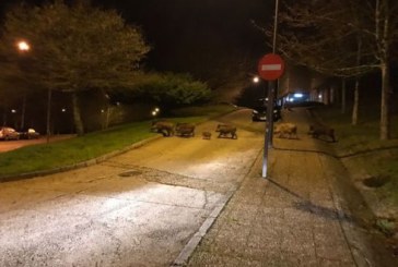 Una manada de jabalíes se pasea por el campus de Santiago de Compostela