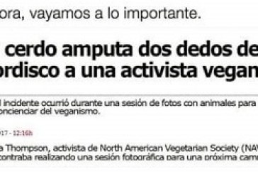 ¡Bienvenid@s a la realidad señores y señoras veganas! Los cerdos también comen carne