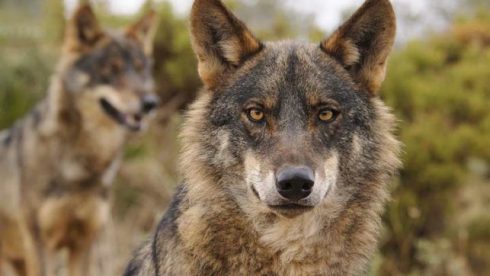 La Fundación Artemisan defiende el sistema actual de gestión del lobo que avala el crecimiento del censo de la especie