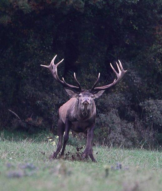 Foto del día: Venado