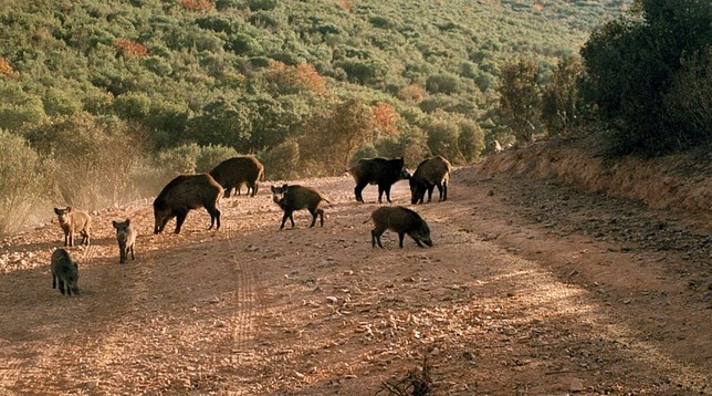 Caza de jabalí hasta agosto