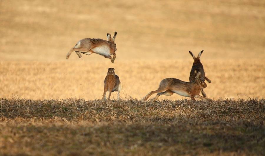 Foto del día: Celo de libres