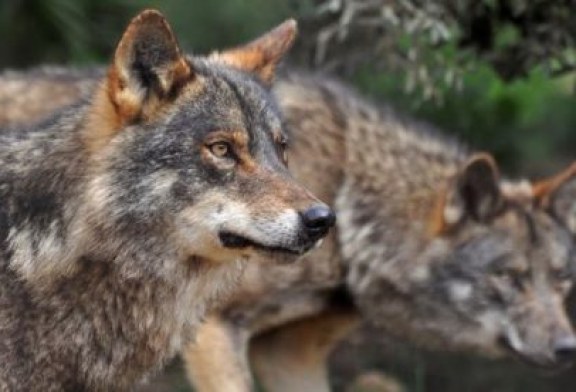 La Comisión Europea valora la posibilidad de cazar lobos al sur del Duero