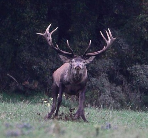 Foto del Día: Como un toro