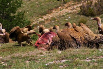 La ONC exige al MAPAMA cambios del SANDACH cercanos al medio rural