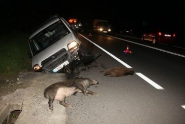 Navarra: QUINCE accidentes con animales, diez con jabalíes en el mismo fin de semana