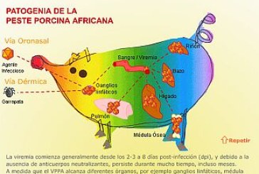 Declarada la Peste Porcina Africana en una zona de la República Checa fuera de las zonas de restricción