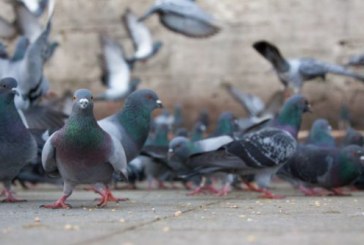 Alava: Crecen los problemas con las palomas en Vitoria