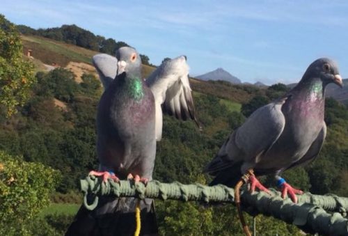 Iparralde: Volants à la cabane