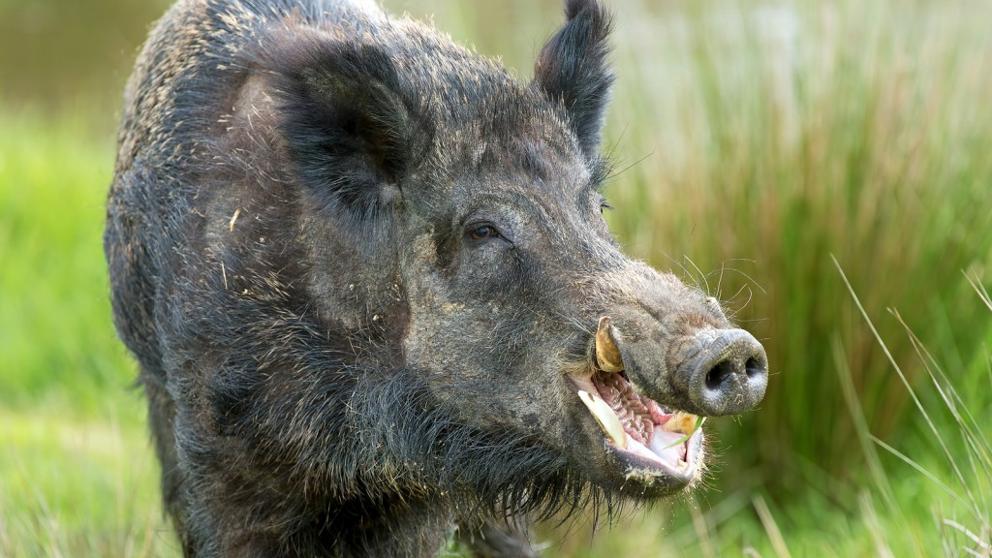 jabali herido ataca cazadores