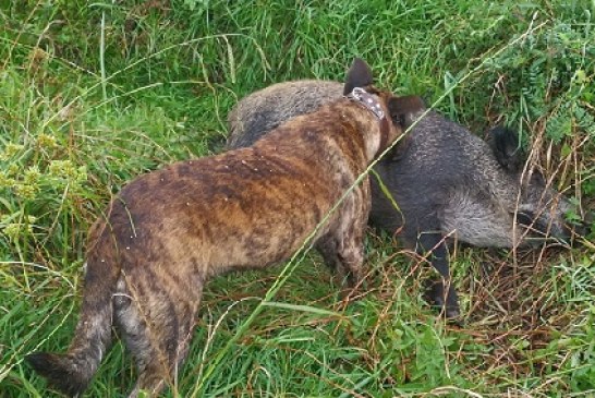 Bizkaia: Arriandi (Iurreta) punto peligroso de accidentes con especies cinegéticas. Ver vídeo interior