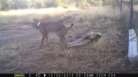 La Federación de Caza de Castilla-La Mancha y Aproca condenan la muerte de un lince ibérico en Montes de Toledo