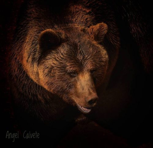 Caza fotográfica: Excepcional instantánea de un oso en Cantabria. Por Ángel Calvete