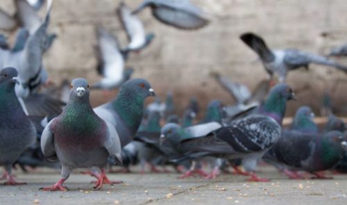 Vitoria inicia la caza selectiva de palomas en cuatro colegios ante el «peligro sanitario»