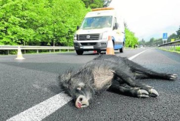 Cantabria: La invasión de la carretera por animales causa una media de un accidente al día