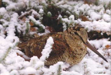 La Diputación Foral de Bizkaia cierra la caza este fin de semana por temporal