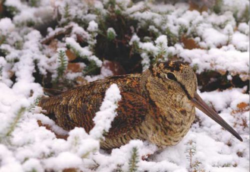 La Diputación Foral de Bizkaia cierra la caza este fin de semana por temporal